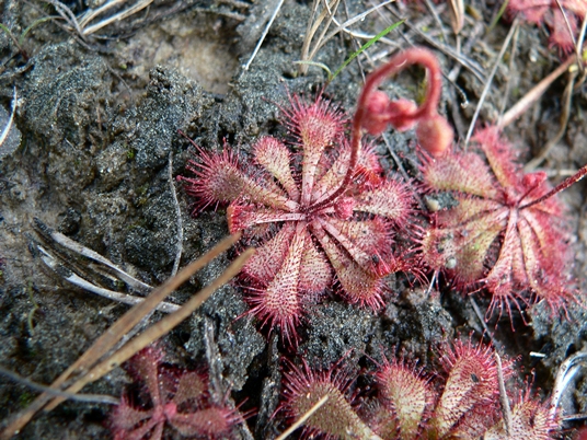 {Drosera brevifolia}